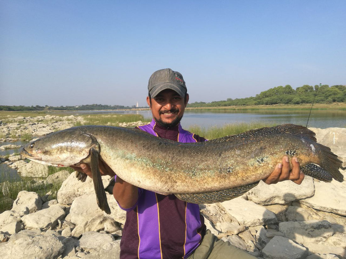 Snakehead Fishing India: Best Lures, Species & Techniques 2025 ...