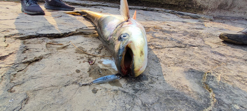 Fishmen 3D Toby Spoon 30gm for Fishing