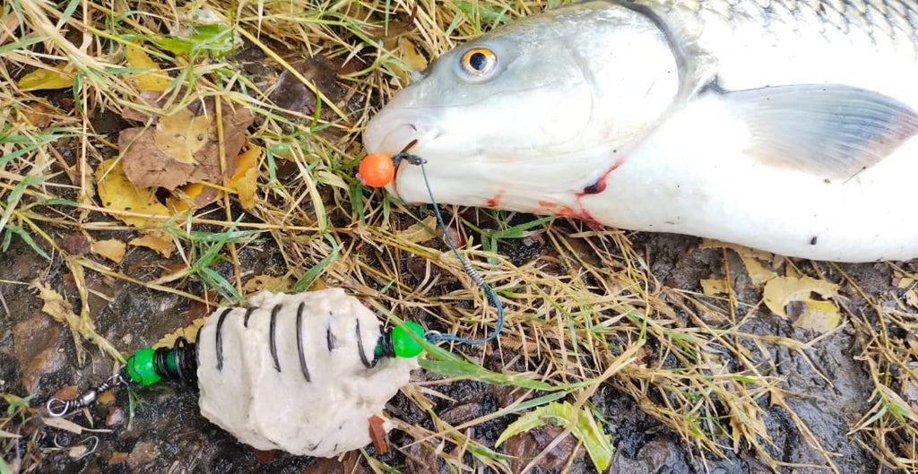 Fishmen Carp Feeder with Blow Back rig (Pack of 4) Made with Mustad Hook and Crimson Titanium 9X Power core 54lb Braided line