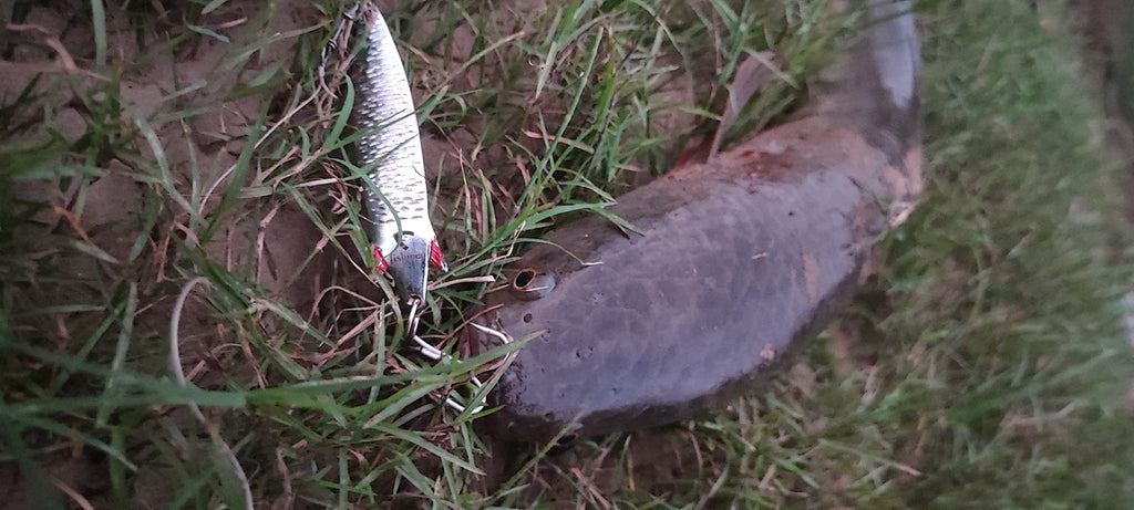 Fishmen 3D Toby Spoon 30gm for Fishing