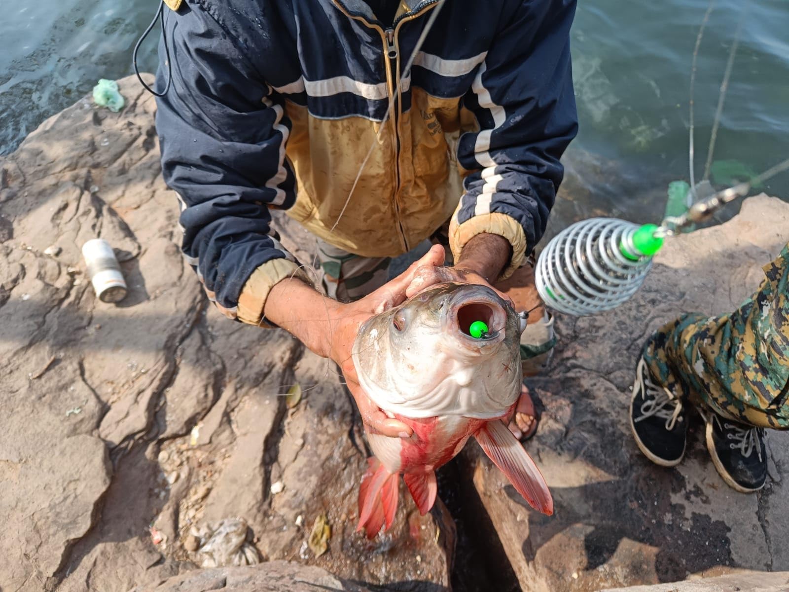 Fishmen Spring Feeder with popup rig Made with Mustad carp Hook