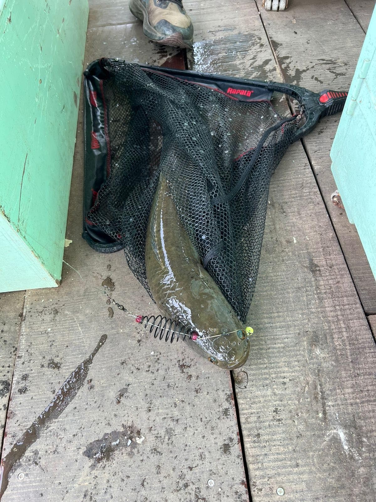 Fishmen Spring Feeder with popup rig Made with Mustad carp Hook