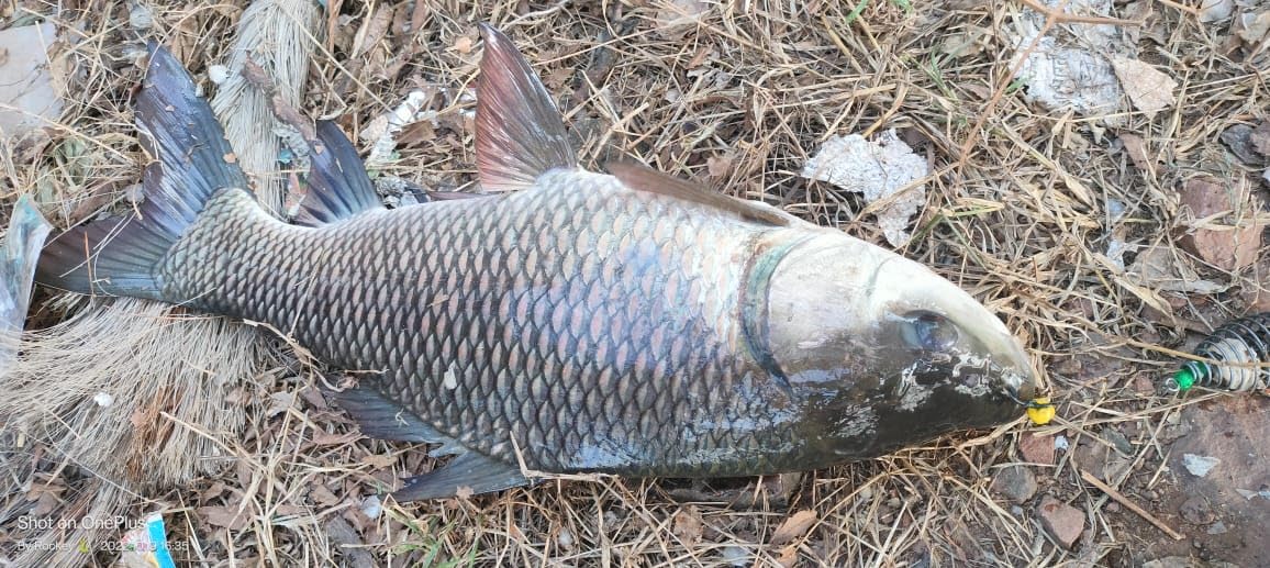 Fishmen Spring Feeder with popup rig Made with Mustad carp Hook