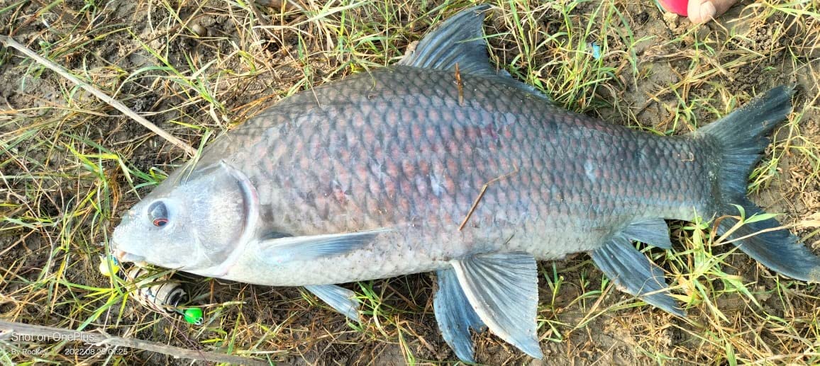 Fishmen Carp Feeder with Blow Back rig (Pack of 4) Made with Mustad Hook and Crimson Titanium 9X Power core 54lb Braided line