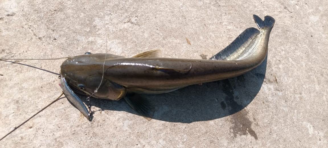 Fishmen 3D Toby Spoon 30gm for Fishing